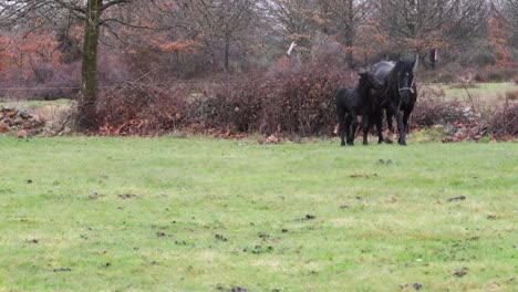 black female horse and his foal, happily walking together