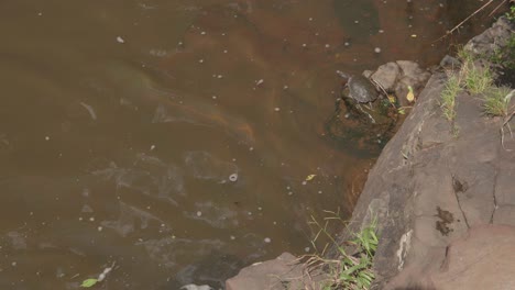 Schildkröte-Sitzt-Auf-Einem-Felsen-Neben-Einem-Fluss