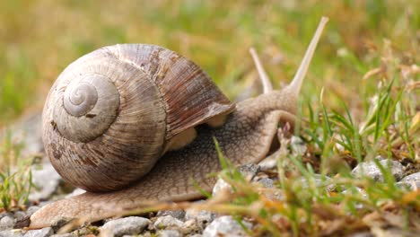 Macro-shot-of-a-brown-slimy-snail-with-snail-shell-crawling-over-a-forest-ground