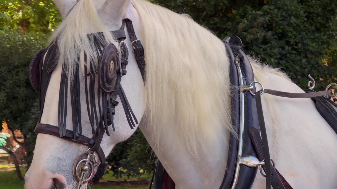 Static 4K close-up of a white horse wearing a traditional harness. Its long mane moves gently in the breeze against a natural outdoor background in daylight.