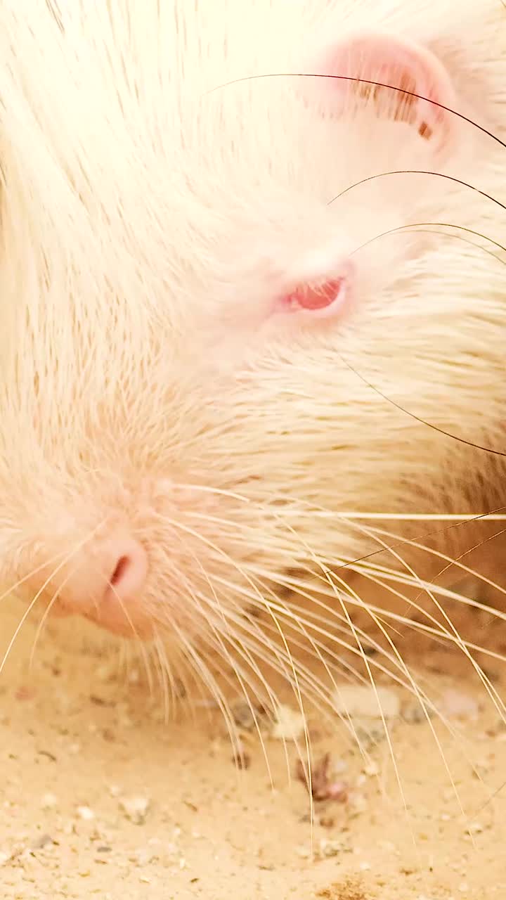 두 마리의 도마이 평화롭게 나란히 먹고 있습니다.