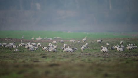 Bandada-De-Gansos-Con-Cabeza-De-Barra-En-Campos-De-Trigo-Por-La-Mañana