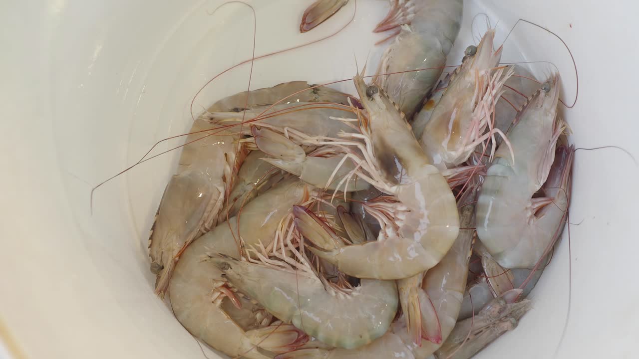 신선한 새우  그에