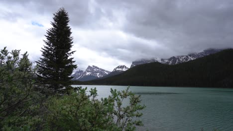 hermosa vista en cámara lenta del lago de aves acuáticas con las rocosas canadienses detrás