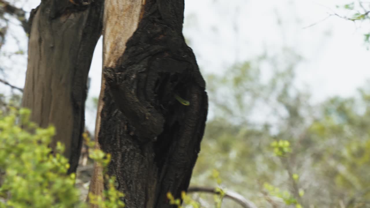 Serpente verde che fa capolino da un albero nel Parco Nazionale Kruger, Sudafrica - 4K