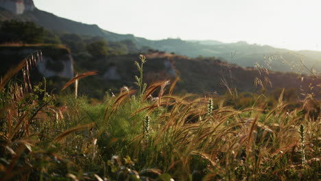 thin ears of wheat move in the weak wind in nature calabria during summer