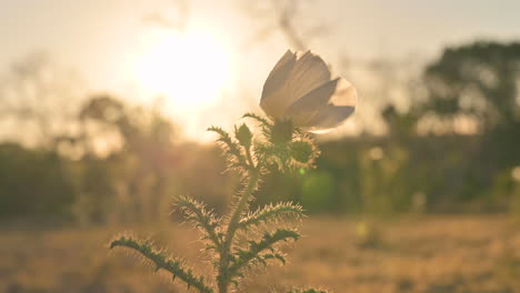 dreamy backlit scene of white poppy flower moving in breeze at sunset