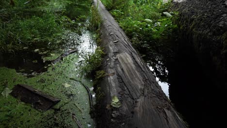 fpv pan up looking at an old log that has fallen in a moss covered pond with running water, ferns on branches, slow motion