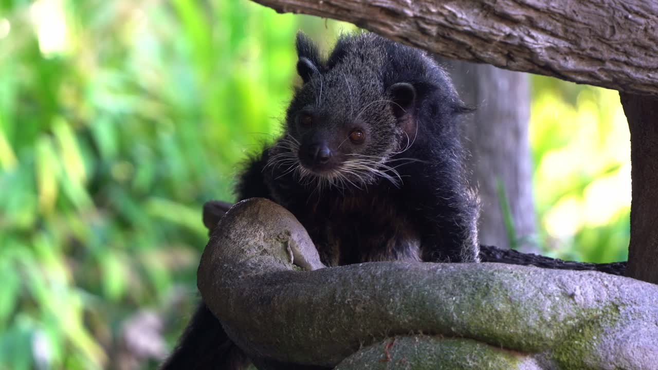 especies exóticas de vida silvestre, un gato oso, arctictis binturong con pelos erizados posados en troncos de árboles, primer plano