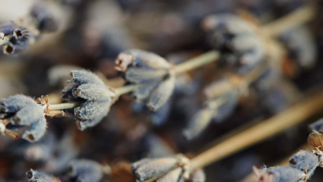 Dried Lavender Flowers Close-up