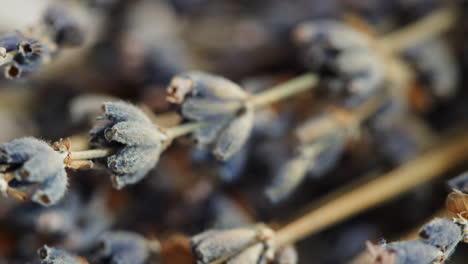 dried lavender flowers close-up