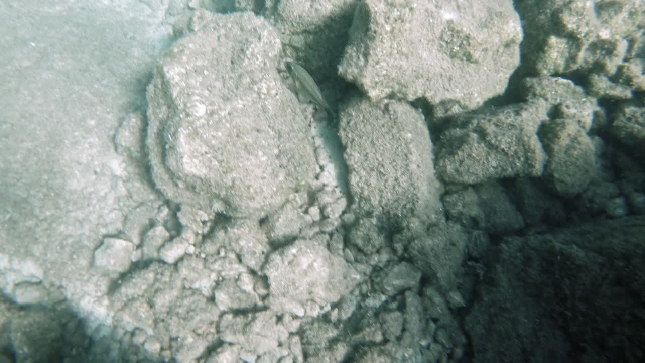 рыбы плавают в глубине коралловых рифов на иерусалимском пляже в кефалонии, греция