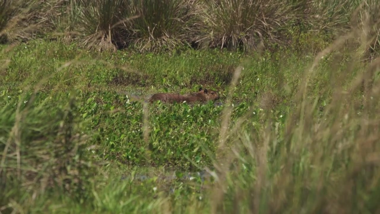 Primo piano di un capibara carino e a riposo in una zona umida erbosa