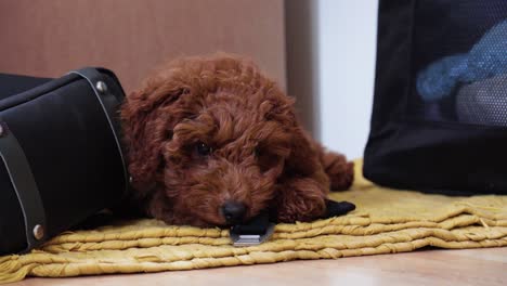 un cachorro de caniche mordiendo una mochila.