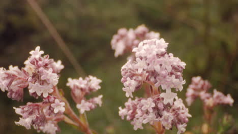 bosque y vegetación, tiro de detalle de flores