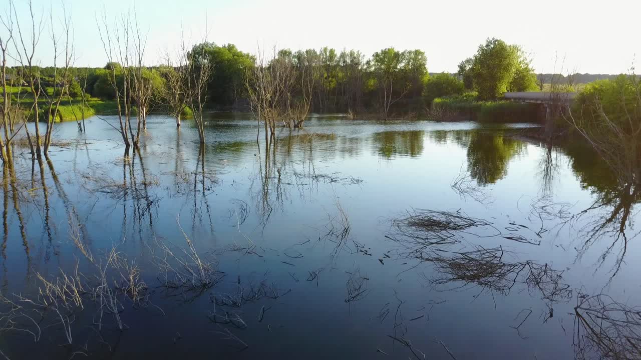Árboles muertos inundados en agua. Toma aérea del árbol muerto junto al lago con el hermoso cielo azul.