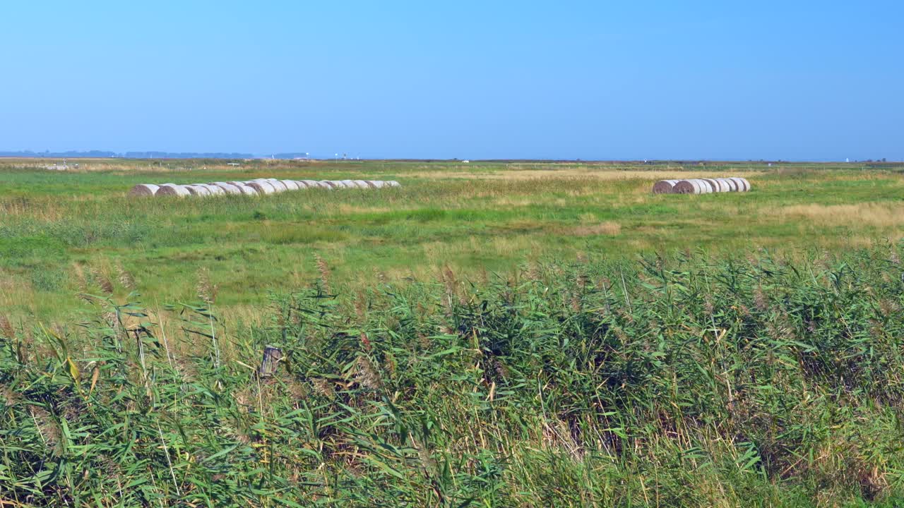 green reed with straw bales in background blue sky summer day slow motion 4k 60fps slow motion