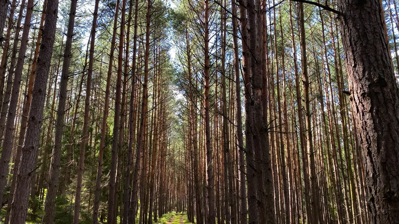 Pini della foresta autunnale