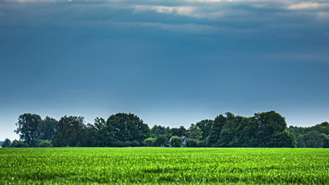 Fresh-Evergreen-Fields-Growing-In-Springtime.-Timelapse