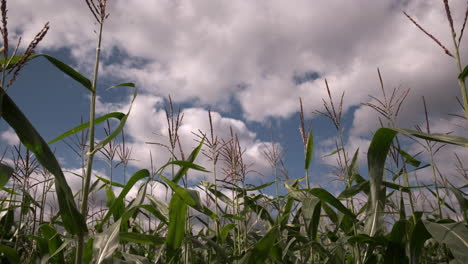a crop of maize blowing in the autumn wind set against a bright blue sky and white clouds in the uk