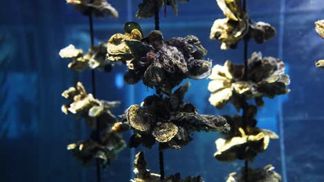 oysters hanging and slowly moving underwater