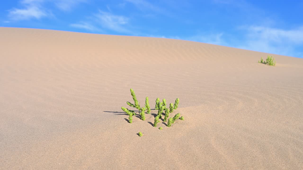 Sand dunes with vegetation under a blue sky