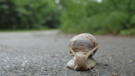 Land snail walking on asphalt road