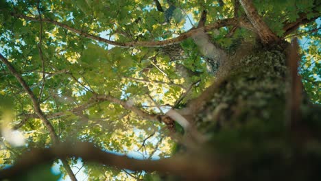 Viajar-Sobre-Un-Roble-En-Verano,-Signo-De-Naturaleza-Y-Biodiversidad.