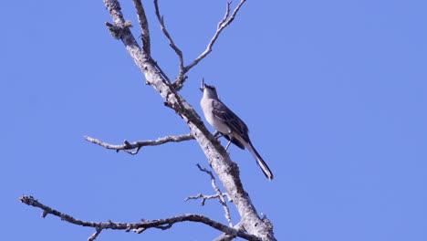 northern mockingbird, perched on a leafless branch