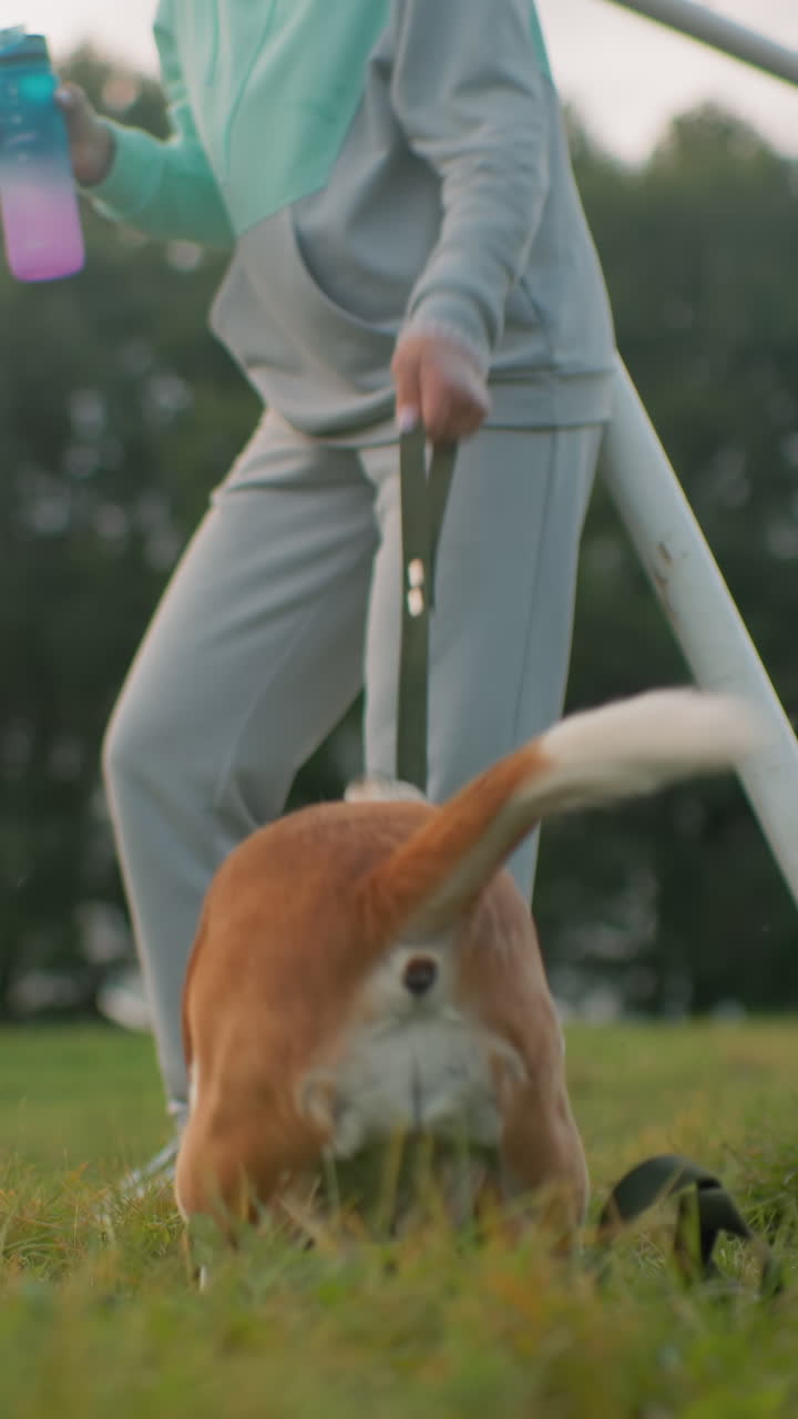 흰머리의 나이 지긋한 여성이 비글에게 물을 주고, 활기찬 오후 햇살 아래 운동장에서 민첩성 훈련을 하는 동안 장난기 넘치는 비글이 줄을 잡아당기고 있어요. 배경에는 민첩성 프레임이 보이고, 여성은 후드티가 달린 캐주얼한 운동복을 입고 있어요.