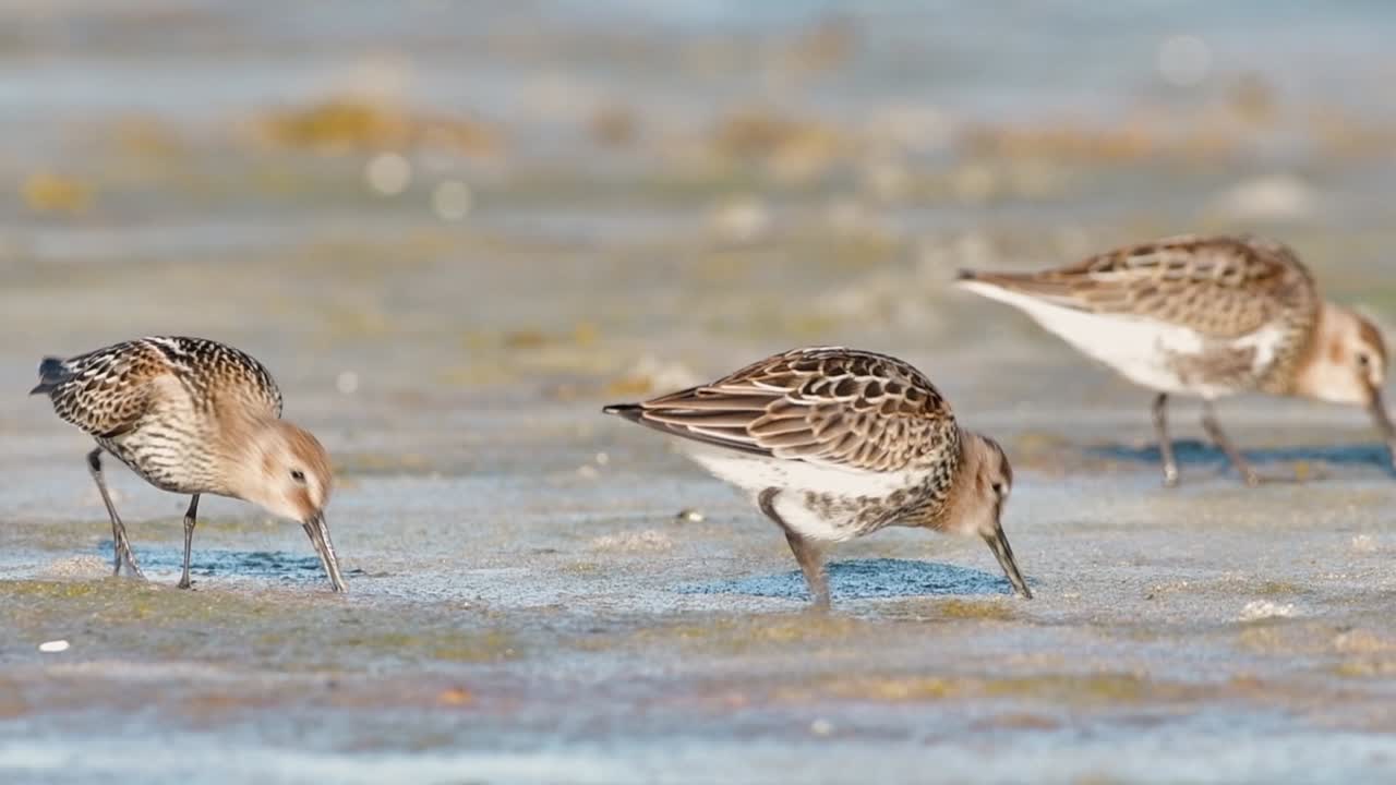 Cinematic wildlife footage of a Red Knot (Calidris canutus) feeding at sunrise on a tidal flat in a western Norwegian fjord, captured in soft golden hour light. (195 znaków) ✅