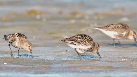 cinematic wildlife footage of a red knot (calidris canutus) feeding at sunrise on a tidal flat in a western norwegian fjord, captured in soft golden hour light. (195 znaków) ✅