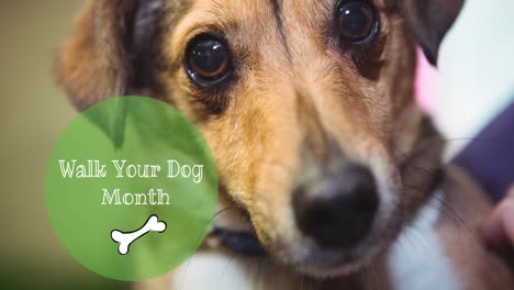 animation of walk your dog month text with bone, over portrait of small pet dog