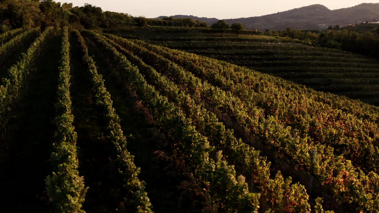 el viñedo al atardecer