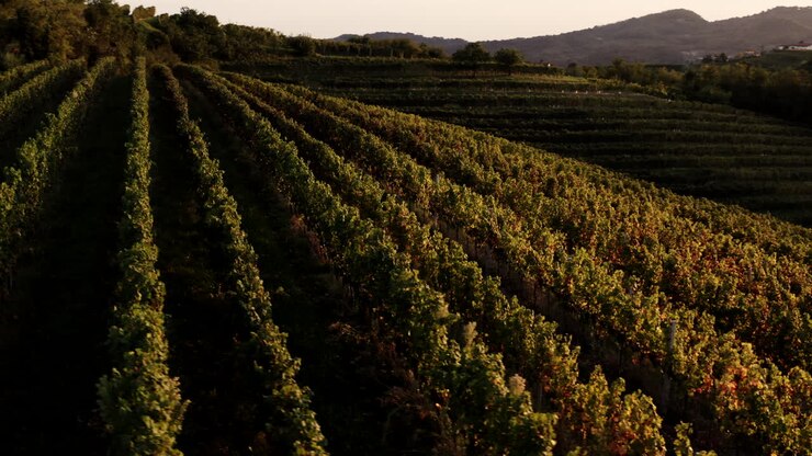 el viñedo al atardecer