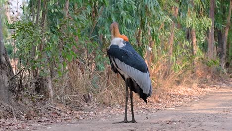 un gran pájaro de la familia de las cigüeñas común en el sur de asia y ahora en peligro de extinción debido a la pérdida de hábitat