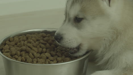 husky miente y come gránulos de un recipiente de metal en el suelo