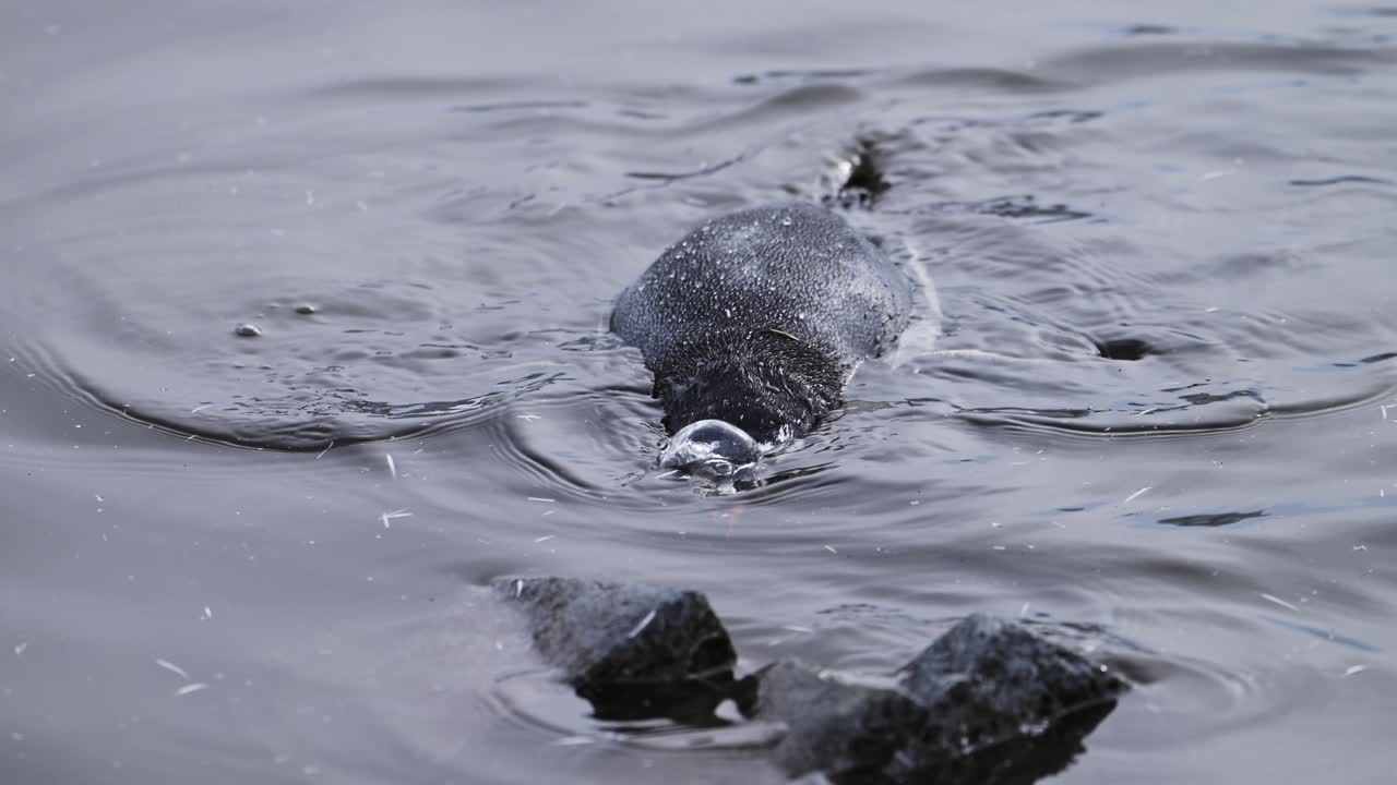 남극 해양의 바물에서 수영하는, 야생동물과 동물, 남극 반도 자연 투어