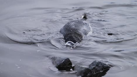 penguin swimming in sea water in southern ocean in antarctica on wildlife and animal antarctic peninsula nature tour