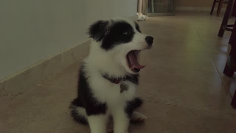 Border-Collie-Bosteza-Sentado-En-El-Suelo,-Cámara-Lenta