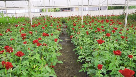 Plántulas-De-Rosas-Rojas.-Cultivar-Rosas-En-El-Invernadero.