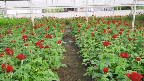 Red-rose-seedlings.-Growing-roses-in-the-greenhouse.