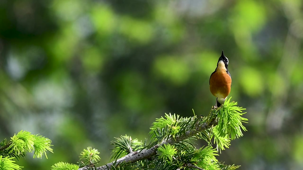 Chim hót rừng tuyệt đẹp thể hiện tiếng hót tự nhiên trong môi trường hoang dã.