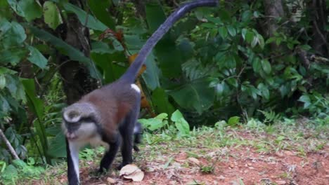 Un-Mono-Corriendo-En-Un-Parque-Nacional