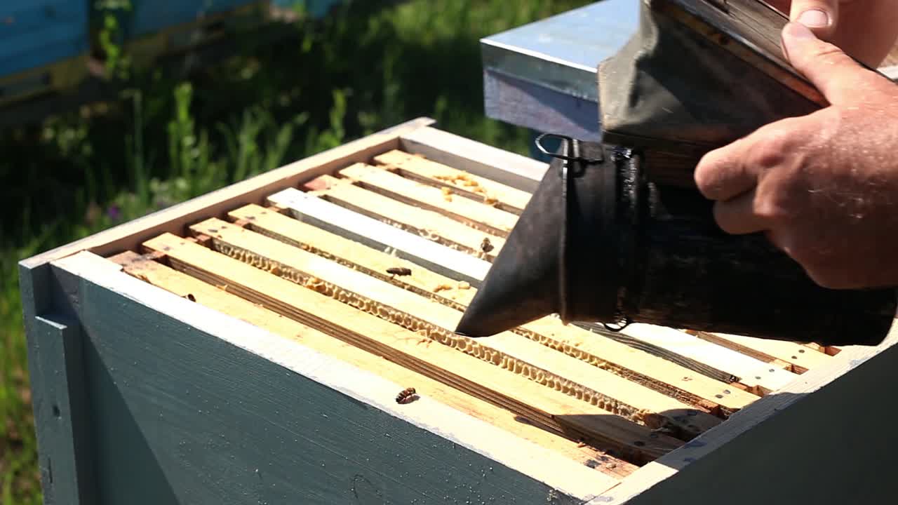 Frames of a bee hive. Beekeeper harvesting honey. Beekeeper Inspecting Bee Hive