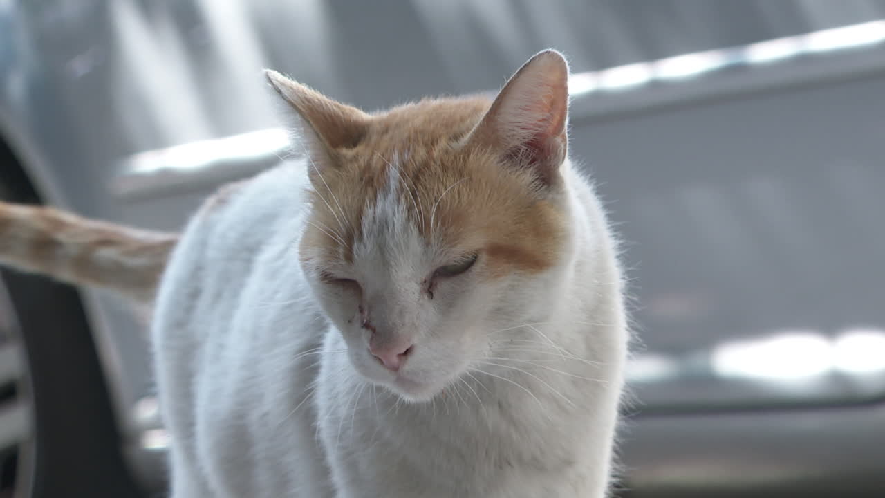 Orange and White Cat