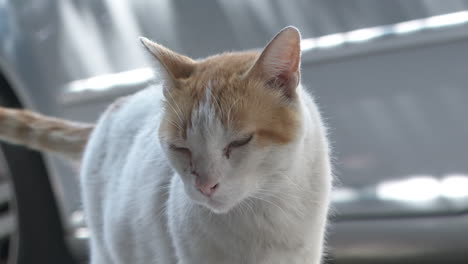 orange and white cat