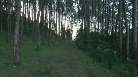 Drone-Sobrevuela-El-Camino-En-Medio-Del-Bosque