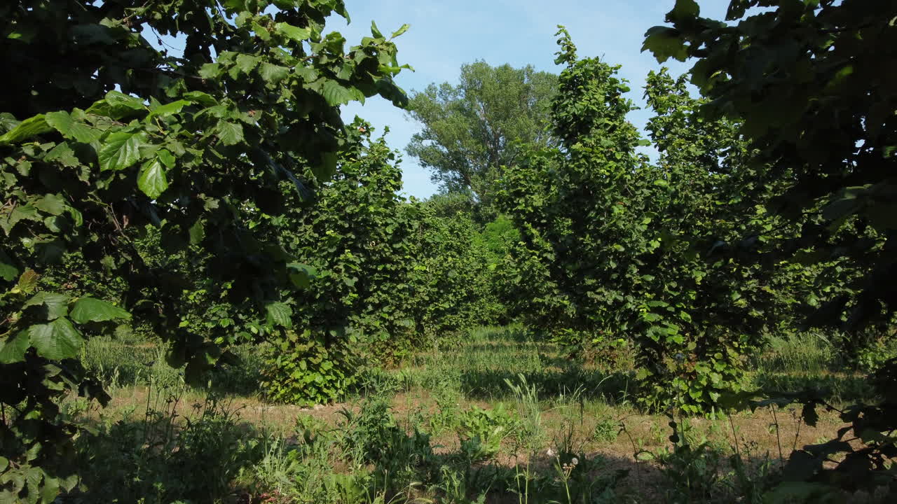 Biologische hazelnootteeltveld in Langhe, Piemonte