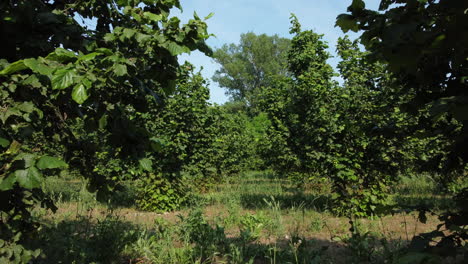 Hazelnut-agriculture-organic-cultivation-field-in-Langhe,-Piedmont